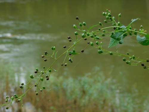 Scrophularia marilandica (late figwort) (alternate view 4)