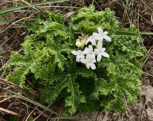 Cnidoscolus texanus (Texas Bull Nettle)