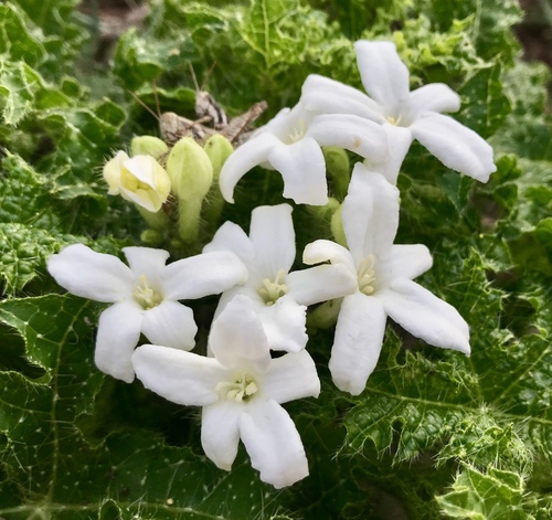 Cnidoscolus texanus (Texas Bull Nettle) (alternate view 2)