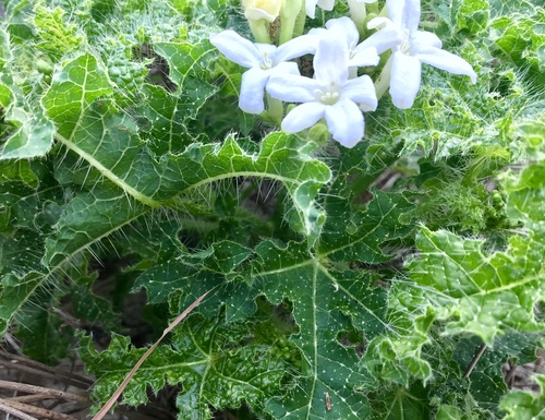 Cnidoscolus texanus (Texas Bull Nettle) (alternate view 3)