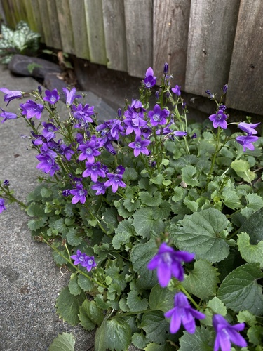 Campanula portenschlagiana (Dalmatian Bellflower) (alternate view 4)