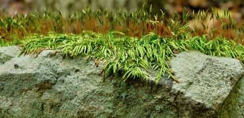 Entodon seductrix (seductive entodon moss) (alternate view 2)