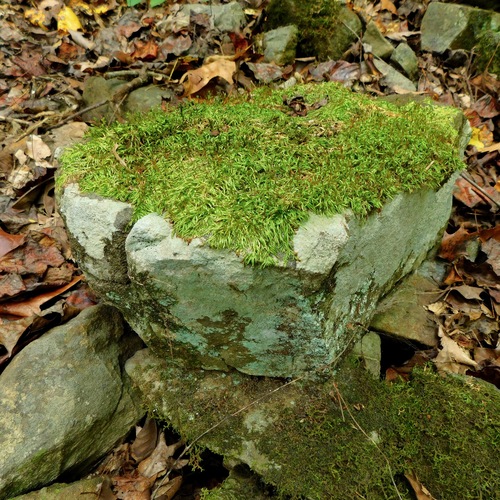 Entodon seductrix (seductive entodon moss) (alternate view 3)
