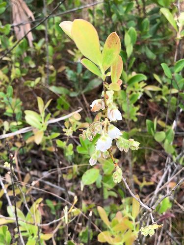 Gaylussacia (huckleberries) (alternate view 6)
