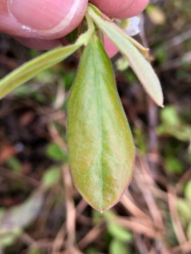Gaylussacia (huckleberries) (alternate view 5)