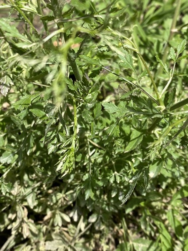 Sison amomum (stone parsley)