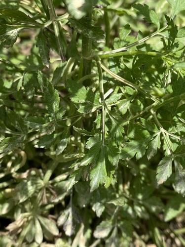 Sison amomum (stone parsley)