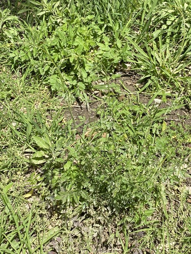 Sison amomum (stone parsley)