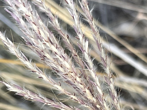 Bothriochloa ischaemum (King Ranch bluestem)