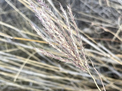 Bothriochloa ischaemum (King Ranch bluestem) (alternate view 2)