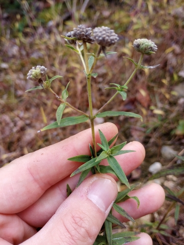 Pycnanthemum virginianum (Virginia Mountain Mint)