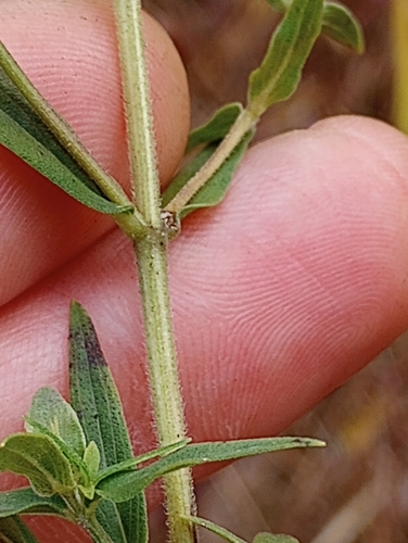Pycnanthemum virginianum (Virginia Mountain Mint)