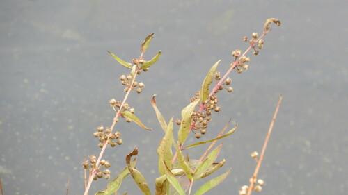Decodon verticillatus (swamp loosestrife)