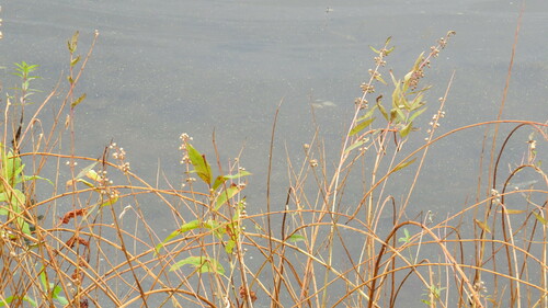 Decodon verticillatus (swamp loosestrife) (alternate view 2)