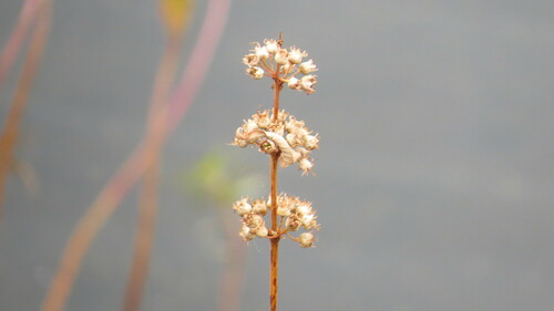 Decodon verticillatus (swamp loosestrife) (alternate view 3)