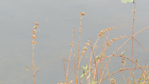 Decodon verticillatus (swamp loosestrife) (alternate view 4)