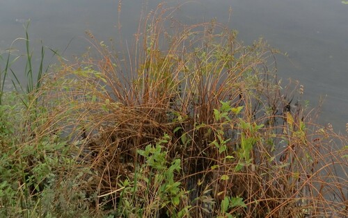 Decodon verticillatus (swamp loosestrife) (alternate view 5)