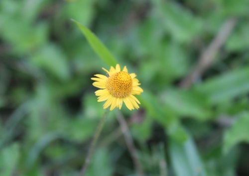 Acmella repens (Oppositeleaf Spotflower) (alternate view 5)