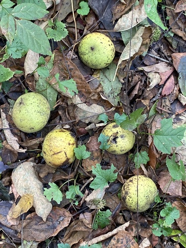 Juglans nigra (black walnut) (alternate view 3)