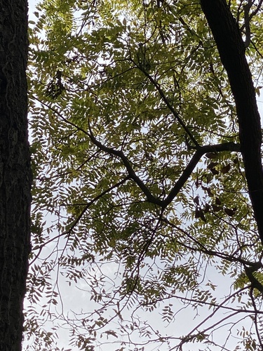 Juglans nigra (black walnut) (alternate view 2)