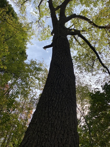 Juglans nigra (black walnut)