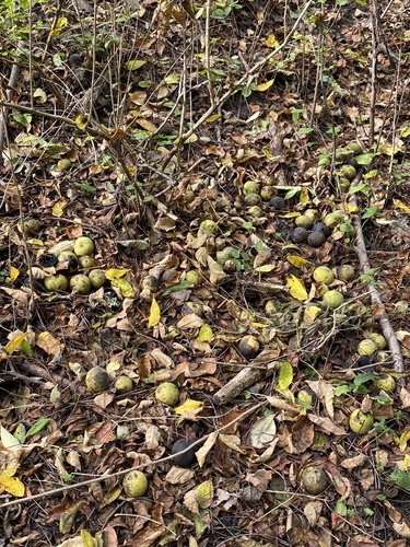 Juglans nigra (black walnut) (alternate view 4)