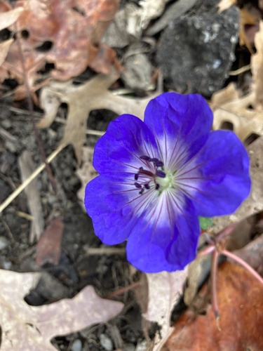 Geranium wallichianum (Purple-vein geranium)