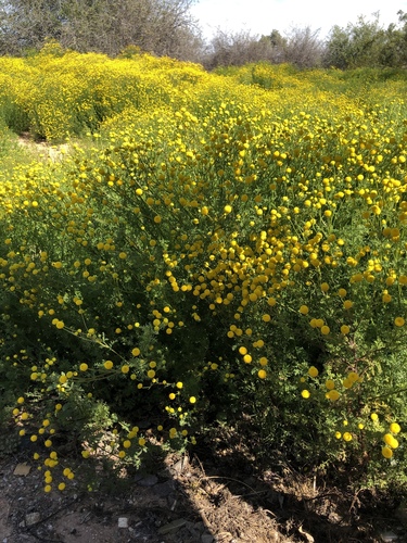 Oncosiphon pilulifer (stinknet) (alternate view 2)