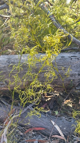 Caustis flexuosa (Curly Wig) (alternate view 8)