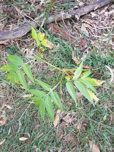 Sambucus gaudichaudiana (White Elderberry) (alternate view 5)
