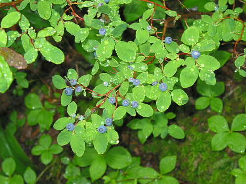 Vaccinium ovalifolium (Oval-leaf Huckleberry)