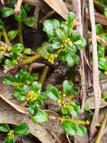 Phyllanthus hirtellus (Thyme Spurge) (alternate view 7)