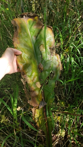 Lysichiton americanus (swamp lanterns, skunk cabbage) (alternate view 4)