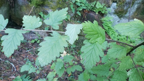 Holodiscus discolor (ocean spray)