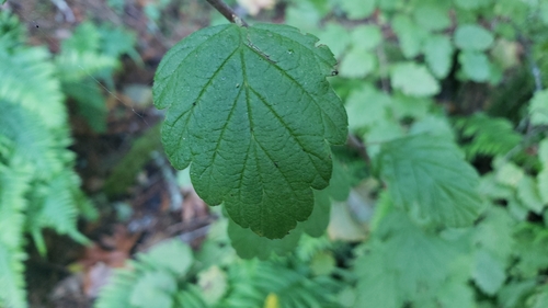 Holodiscus discolor (ocean spray) (alternate view 2)