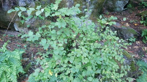 Holodiscus discolor (ocean spray) (alternate view 3)