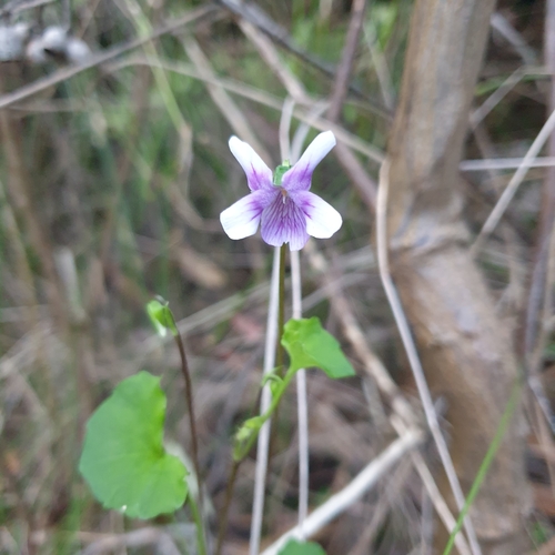 Viola hederacea (Ivy Leaved Violet) (alternate view 6)