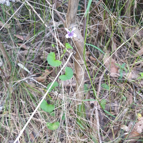 Viola hederacea (Ivy Leaved Violet) (alternate view 7)