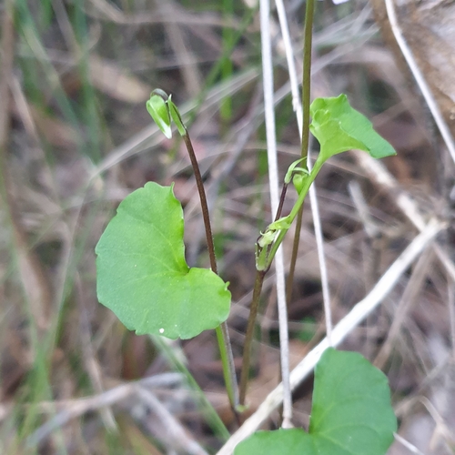 Viola hederacea (Ivy Leaved Violet) (alternate view 8)
