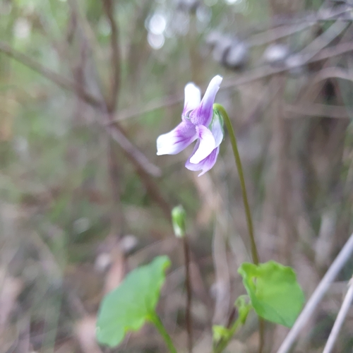 Viola hederacea (Ivy Leaved Violet) (alternate view 9)