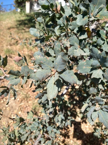 Quercus × jolonensis (Jolon Oak)