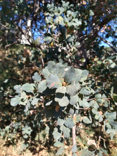 Quercus × jolonensis (Jolon Oak) (alternate view 2)