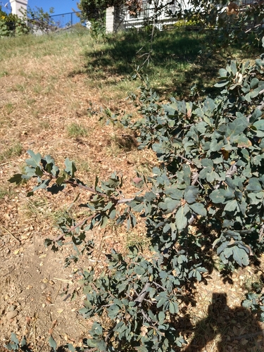 Quercus × jolonensis (Jolon Oak) (alternate view 3)