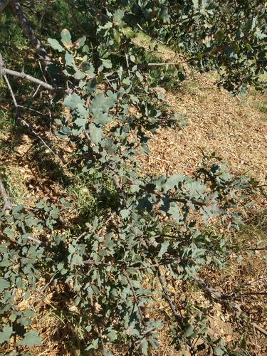 Quercus × jolonensis (Jolon Oak) (alternate view 4)