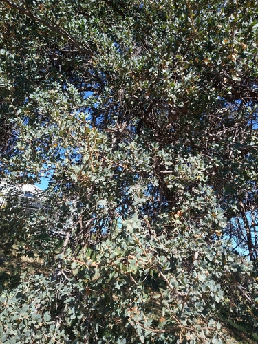 Quercus × jolonensis (Jolon Oak) (alternate view 5)