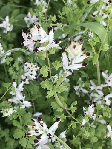 Fumaria capreolata (white ramping-fumitory)