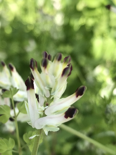 Fumaria capreolata (white ramping-fumitory)