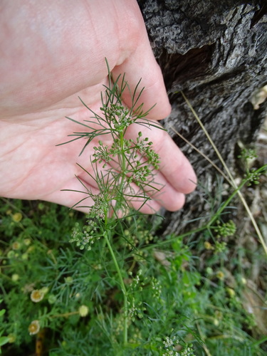 Cyclospermum leptophyllum (Marsh parsley) (alternate view 5)