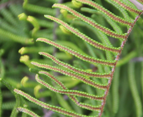 Gleichenia dicarpa (Pouched Coral Fern)