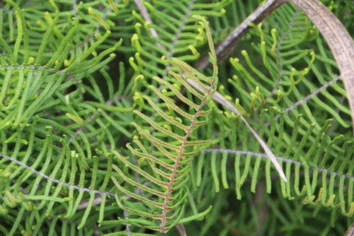 Gleichenia dicarpa (Pouched Coral Fern) (alternate view 2)